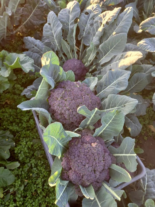 Bio lila brokkoli